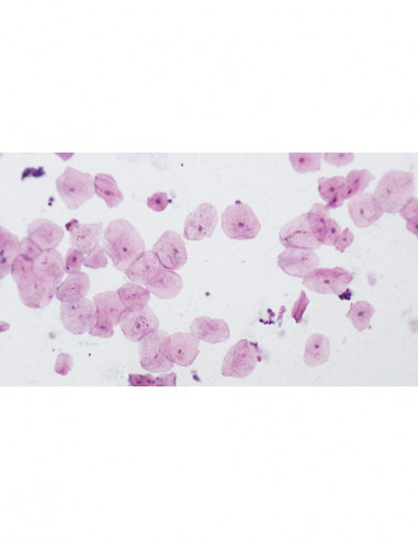 BRESSER prepared slides, high...