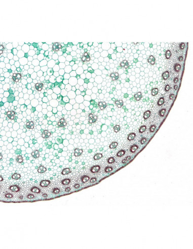 BRESSER prepared slides, high...