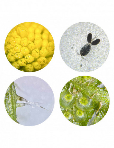 BRESSER JUNIOR Incident and...