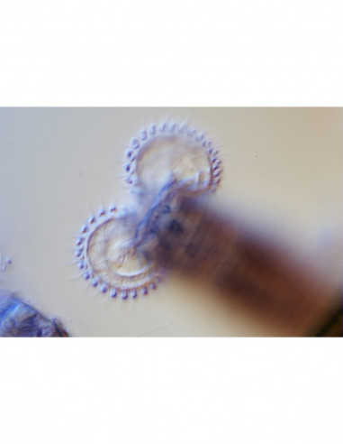 BRESSER MikroCam II 20 MP 1 039 039...