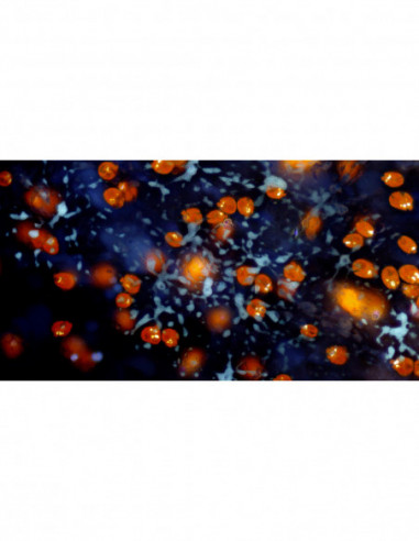 BRESSER MikroCamII 9MP 4K 1 039 039...