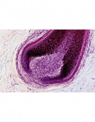 Nexcope NE930 Upright Microscope