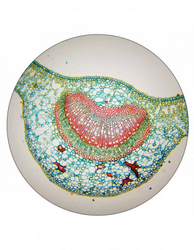 BRESSER 30mm 10x Plan Eyepiece