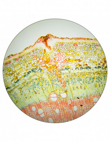 BRESSER 30mm 10x Plan Eyepiece