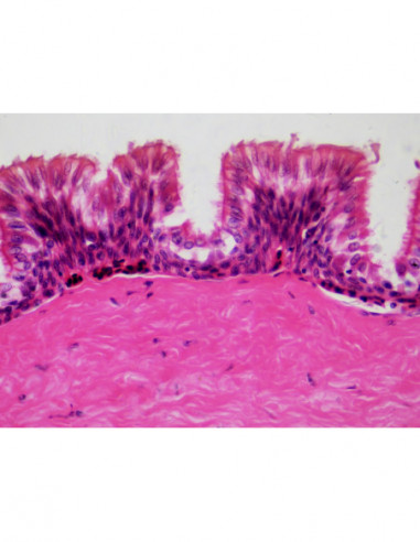 BRESSER Prepared Slides Histology