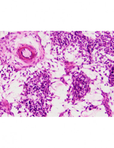 BRESSER Prepared Slides Histology
