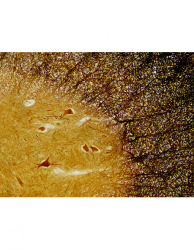 BRESSER Prepared Slides Histology