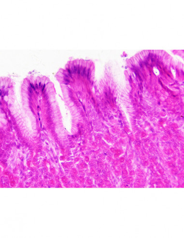 BRESSER Prepared Slides Histology