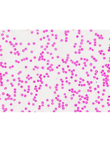 BRESSER Prepared Slides Histology