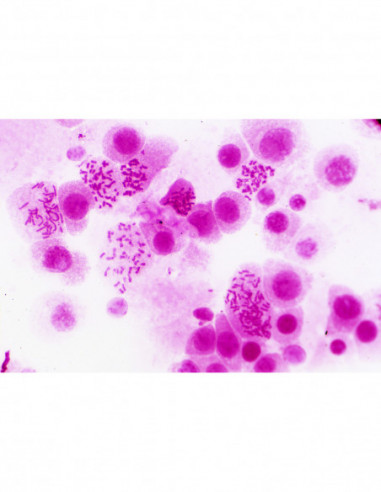 BRESSER Prepared Slides Histology