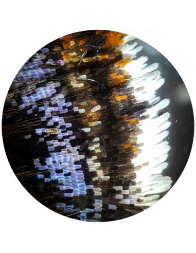 BRESSER Biolux NV 20x-1280x...