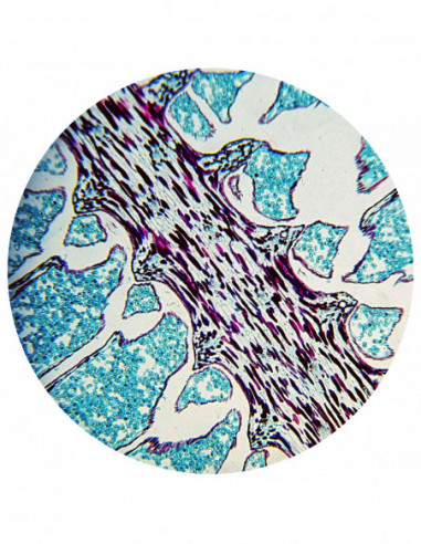 BRESSER Biolux NV 20x-1280x...