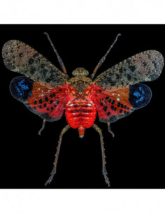 Laowa 55mm f/2.8 Tilt Shift... 2