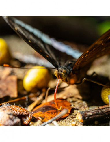 Laowa 55mm f/2.8 Tilt Shift 1X Macro...