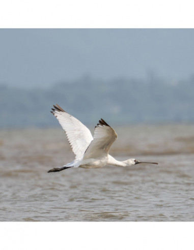 Viltrox 2X Teleconverter Sony FE