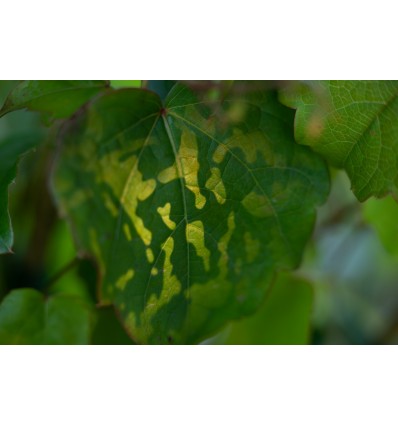 SA-30 Softbox m. grid Godox S30 Tilbehør