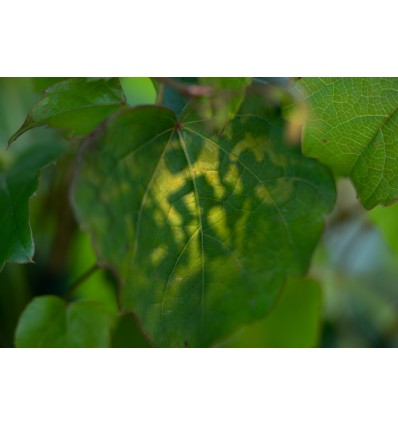 SA-30 Softbox m. grid Godox S30 Tilbehør