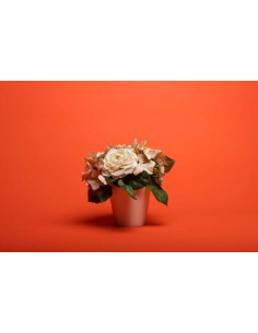 Bright Orange S39 Savage... 2