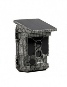 Wildcamera Raccoon Solar 4K