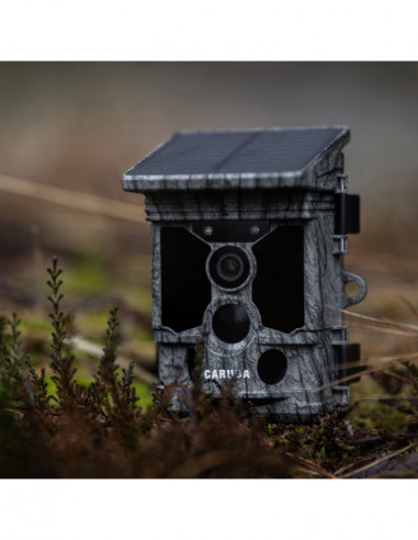 Wildcamera Raccoon Solar 4K