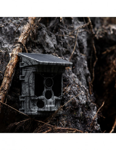 Wildcamera Raccoon Solar 4K