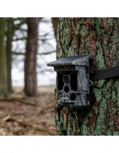 Wildcamera Raccoon Solar 4K