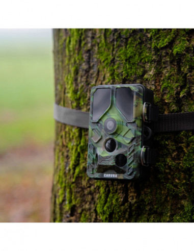 Wildcamera Toad Full HD