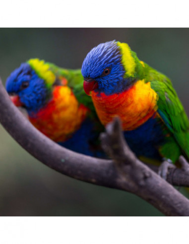 Revo UV Protect 55mm