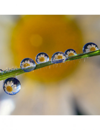 85mm f/5.6 2X Ultra Macro APO Sony FE