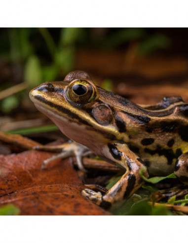85mm f/5.6 2X Ultra Macro APO L Mount