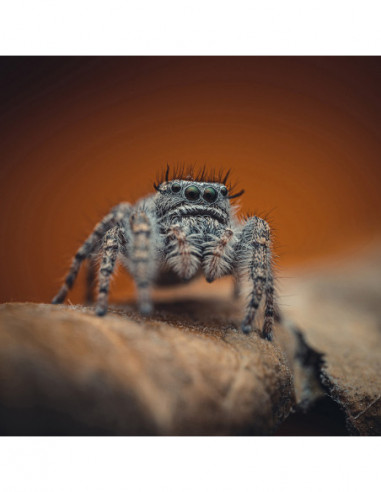 85mm f/5.6 2X Ultra Macro APO L Mount