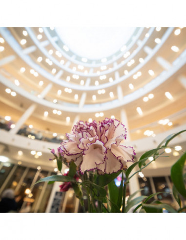 12 24mm f/5.6 Zoom Leica M