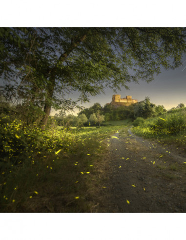 14mm f/4 Zero D DSLR Canon EF