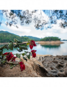 10mm f/4 Cookie Black Canon RF 2