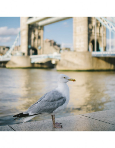 Argus 18mm f/0.95 MFT APO