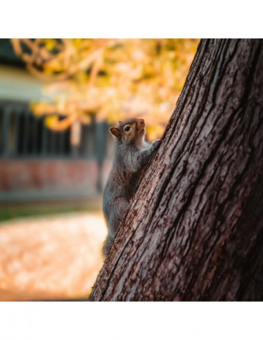 Argus 25mm f/0.95 MFT APO