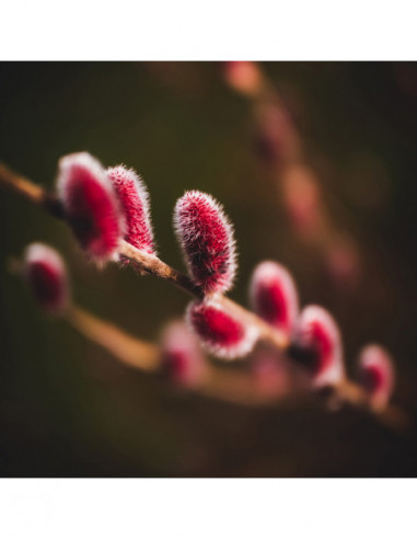 Argus 25mm f/0.95 MFT APO