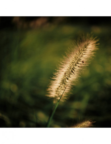 Argus 25mm f/0.95 CF APO Canon RF