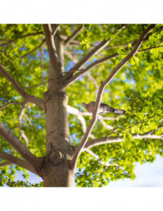 Argus 35mm f/0.95 FF Sony FE 2