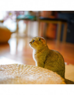 Argus 45mm f/0.95 FF Canon RF 2