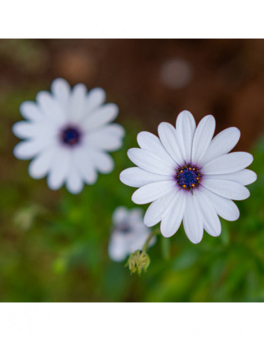 50mm f/1.8 AF STM Lens Sony E Mount