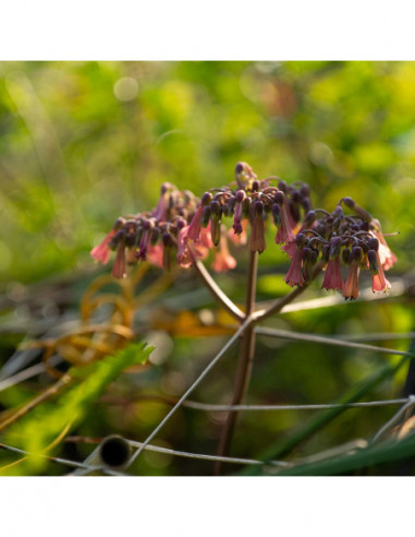 AF 50mm F/2.0 Air Sony FE