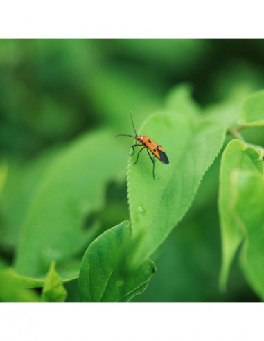 AF 56mm F/1.2 PRO Sony E APS C