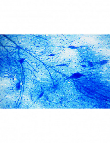 BRESSER Prepared Slides 25 pcs. Box