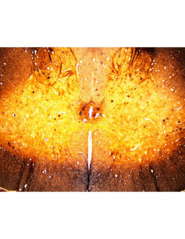 BRESSER Prepared Slides 25 pcs. Box