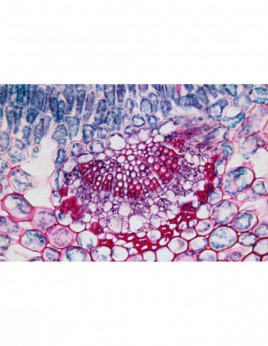 BRESSER Prepared Slides 25 pcs. Box