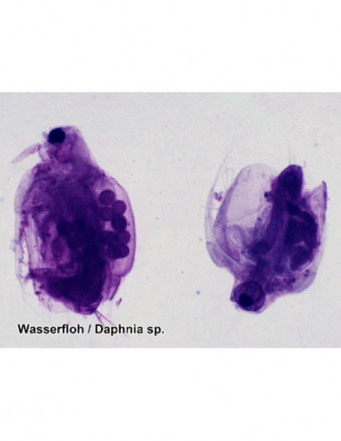 BRESSER Prepared Slides 50 pcs. Box