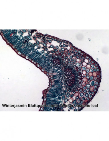 BRESSER Prepared Slides 50 pcs. Box