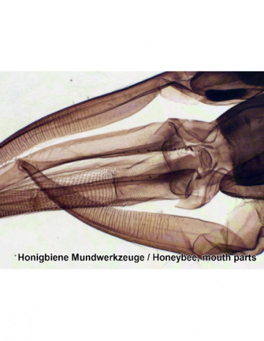 BRESSER Prepared Slides 50 pcs. Box