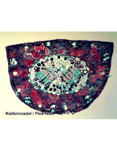 BRESSER Prepared Slides 50 pcs. Box